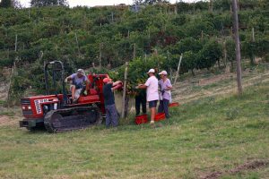 La vendemmia